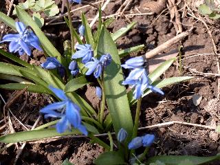 Scilla (Blaustern)