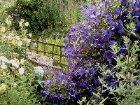 Clematis Jackmanii