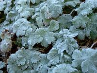 Geranium himalayense