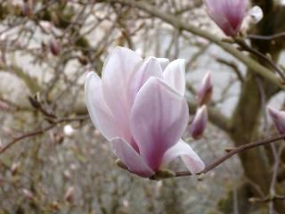 Magnolia