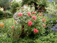 Rose Rosarium Uettersen