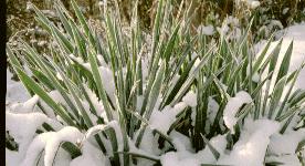 Yucca filamentosa