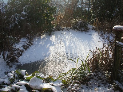 Teich Anfang Februar