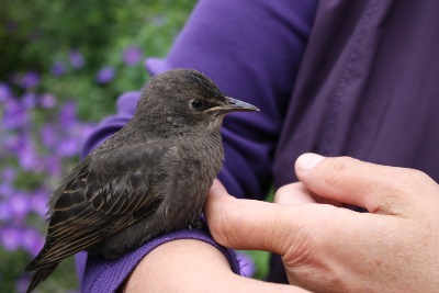 Gartenbesuch