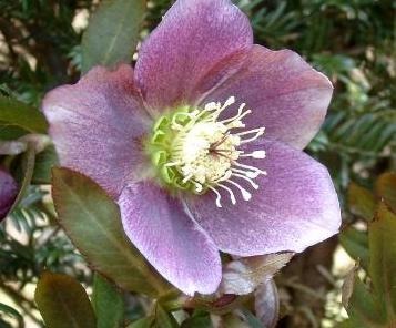 Rosa Helleborus