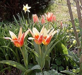 frühe Tulpen