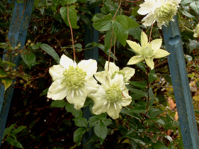 Clematis